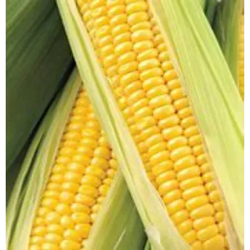  Maize Seed