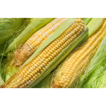 Maize Seed