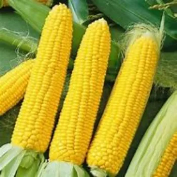 Common Maize Seed