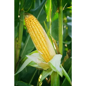 Maize Seed