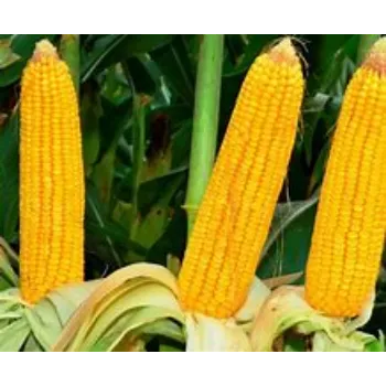 Maize Seed