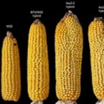 Maize Seed