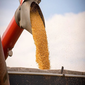 Maize Seed