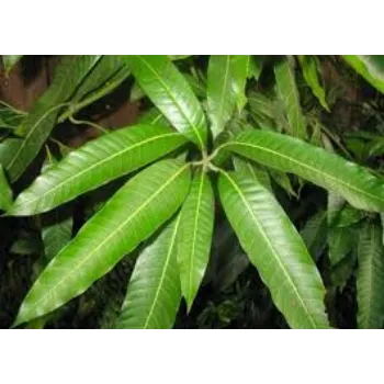 Dried Mango Leaves