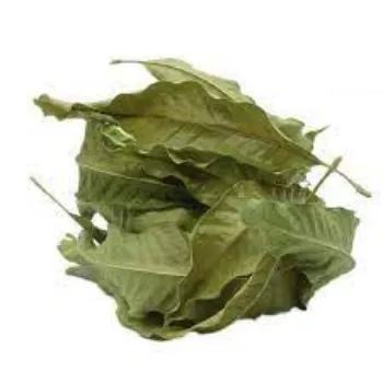 Organic Mango  Leaves