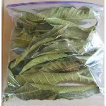 Common Dried Mango Leaves