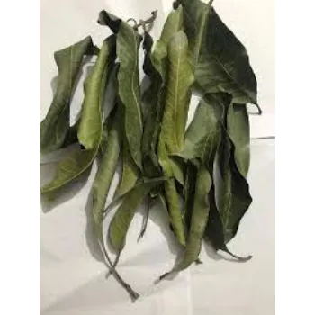 Organic Dried Mango leaves