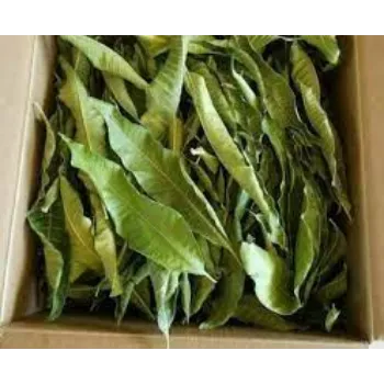 Dried Mango Leaves