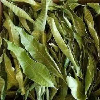 Common Dried Mango Leaves 