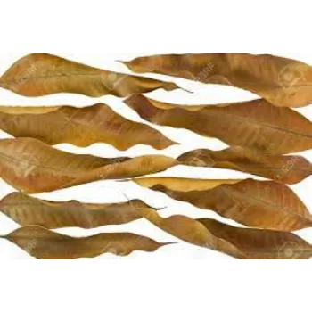 Natural Dried Mango Leaves