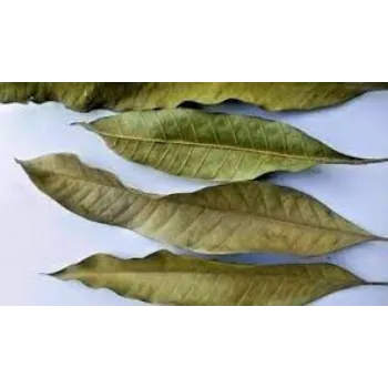 Dried Mango Leaves