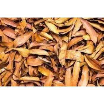 Natural Dried Mango Leaves