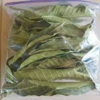 Dried Mango Leaves