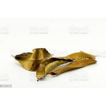 Organic Mango Leaves