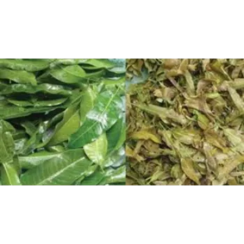 Common Dried Mango Leaves