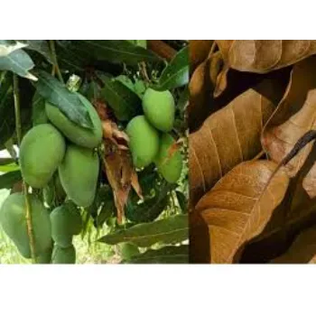 Natural Dried Mango Leaves