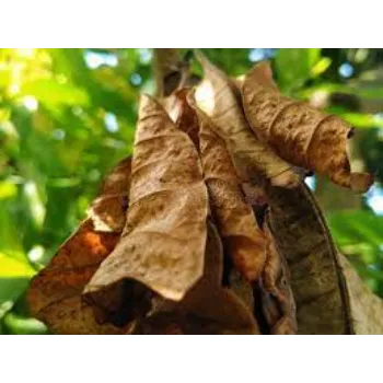 Organic Mango  Leaves