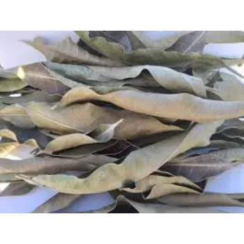 Dried Mango Leaves