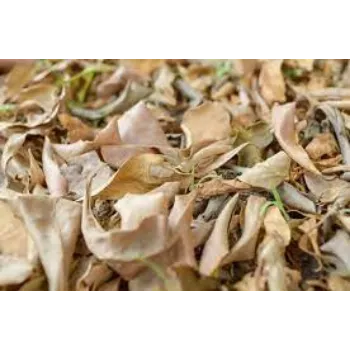 Organic Dried Mango Leaves