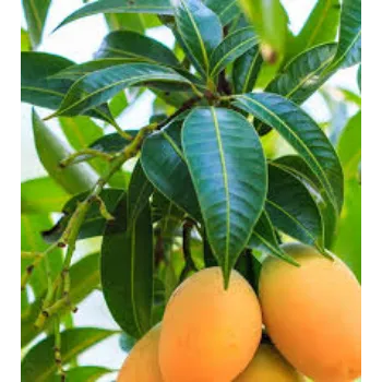 Organic Dried Mango Leaves