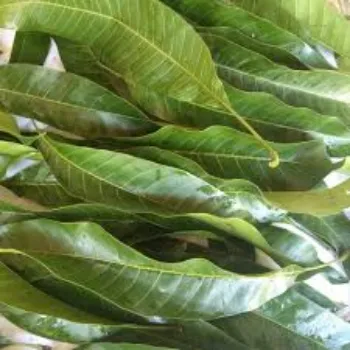 Natural Dried Mango Leaves
