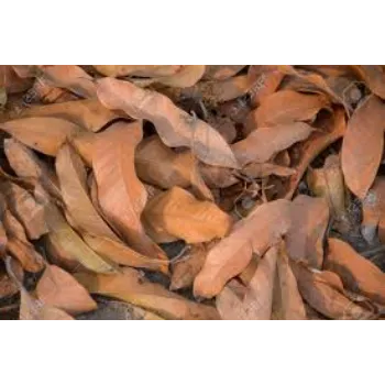 Organic Dried Mango Leaves