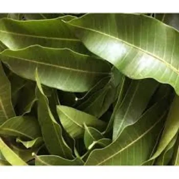 Dried Mango Leaves