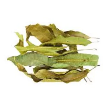 Natural Dried Mango Leaves