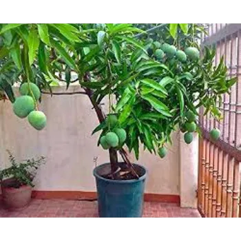 Natural Mango Plants