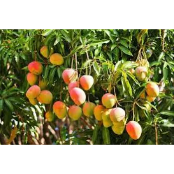 Organic Mango Plants