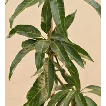 Common Mango Plants
