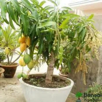 Fresh Mango Plants