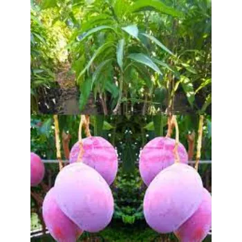 Organic Mango Plants