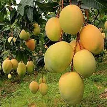Mango Plant Exporter