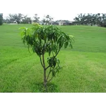 Organic Mango Plant