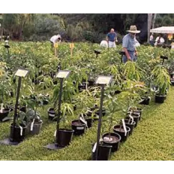 Fresh Mango Plant Manufacturer