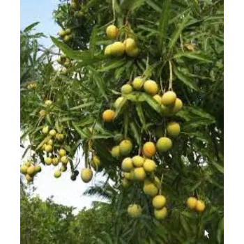 Mango Plant Manufacturer