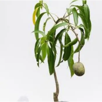 Natural Mango Plant Manufacturer