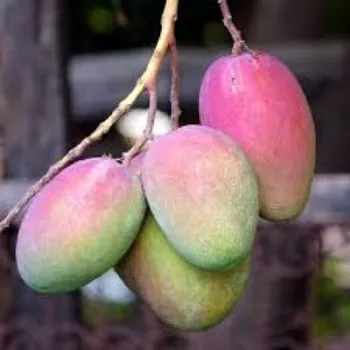 Natural Mango Plants Manufacturer