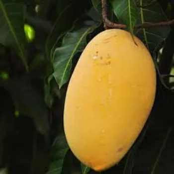 Organic Mango Plants Manufacturer