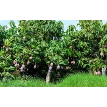 Fresh Mango Plant Exporter