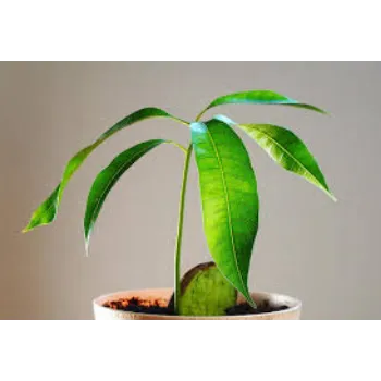 Natural Mango Plants