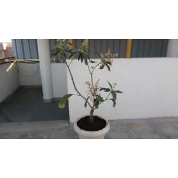 Organic Mango Plants