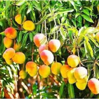 RAJESWARI NURSERY Mango Plants