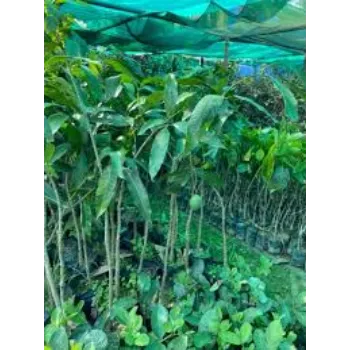  Organic Mango Plants