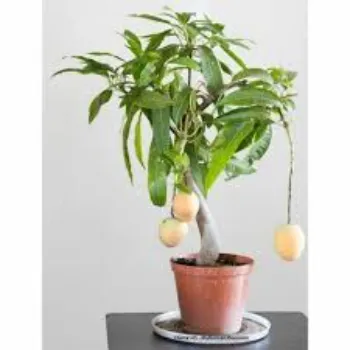 Natural Mango Plants