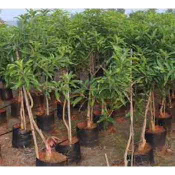 Mango Plants