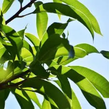 Common  Mango Plants