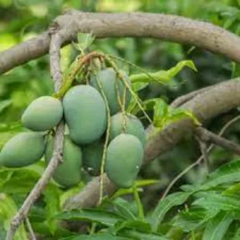 Organic Mango Plants
