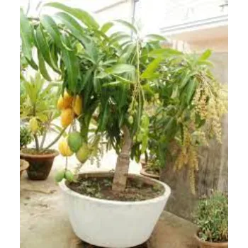Natural Mango Plants